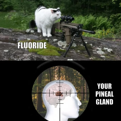 Fluoride's Effect On The Pineal Gland