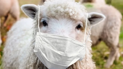 Angry sheeple named "Karen" - Watch