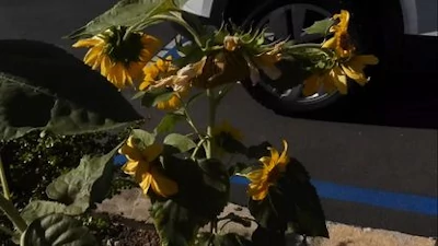 Short Clip Of Sunflowers Reacting To The Now White Sun. 8/16/24 -- CALIFORNIA - Watch