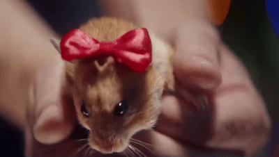 Russian-video-with-hamster-400x226-72ppi-opt.png