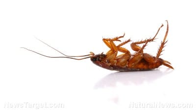 Do your favorite foods contain chitin, a substance derived from the exoskeletons of INSECTS?