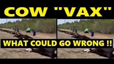 Cows Up To Date with Safe & Effective Mrna Vax !! - Watch