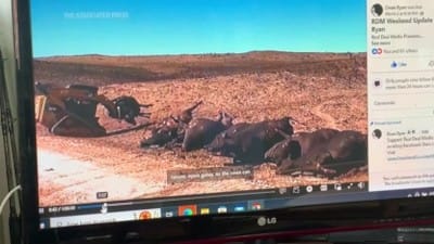 Cows burned up in Texas Fires as the Cabal tries to destroy our agriculture and cattle industry in an attempt to starve our population and kill us - Watch