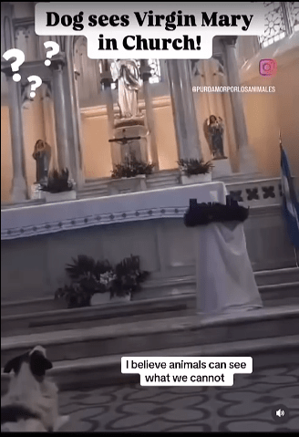 Dog's Reaction Near Statue is Curious - Watch