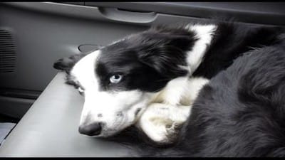 Dogs - More Than Just A Man's Best Friend - One Of God's Greatest Creations - Watch