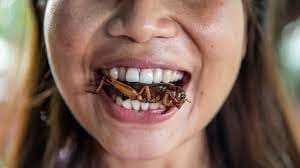 Edible Insects - Watch