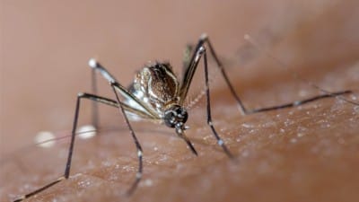 Report: How GMO Mosquitos Are Causing The Dengue Fever Outbreak in Brazil