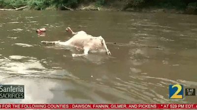 'Hundreds' Of Headless Goat Carcasses Reportedly Dumped Into Georgia River, Investigators Suspect Satanic Santeria Rituals (In Georgia)
