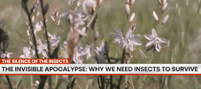 The World is Falling Silent: Why Vanishing Insects Are an Ominous Warning | GRAVITAS - Watch