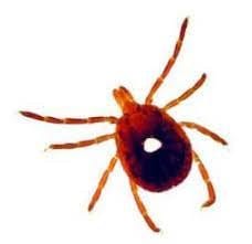 Alpha-gal Syndrome is from the Lone Star Tick