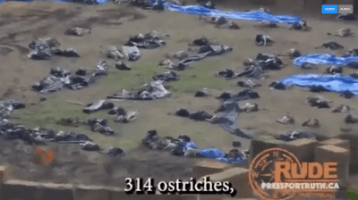 Ostrich F.E.M.A. Camp Practice For Civilian Extermination - Watch