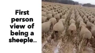 First person view of being a sheeple... - Watch
