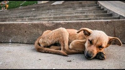 It Says Something About A Society That Does Not Slaughter Their Own Dogs, When They Themselves Are Starving To Death - Watch