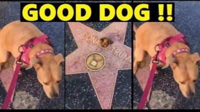 Dog Takes A Dump On Trump's Star !! - Watch
