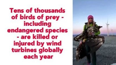 Tens of thousands of birds of prey - including endangered species - are killed or injured by wind turbines globally each year - Watch