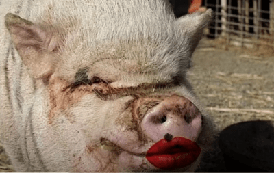 Wiser Than Serpents - YouTube Channel